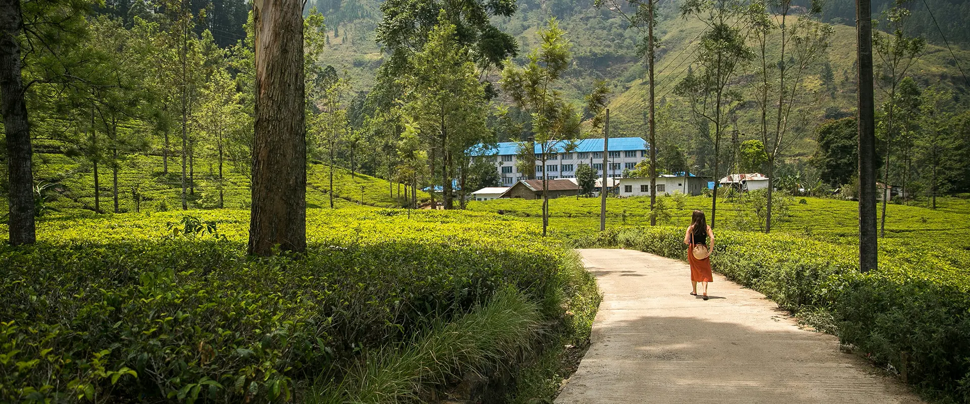 ceylon-tea-factory-plantation-ella-day-trip
