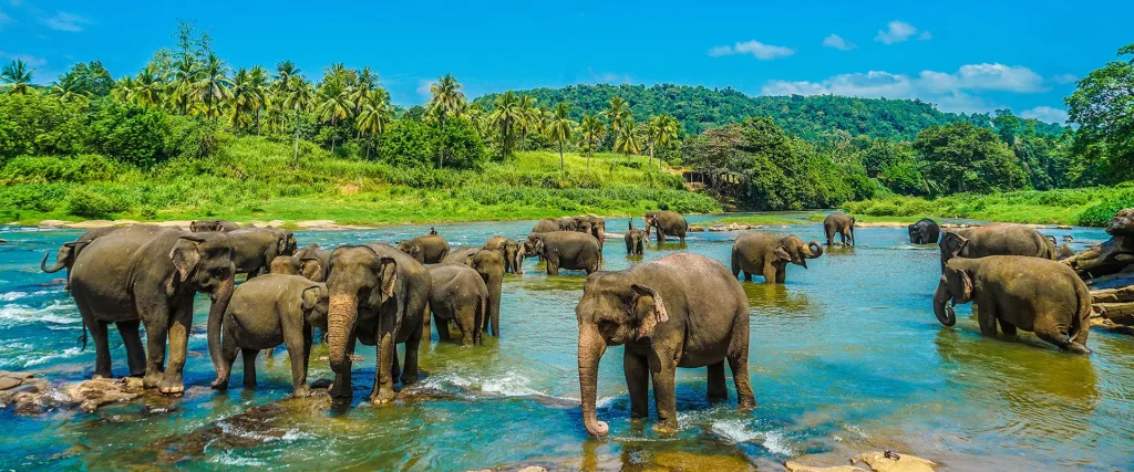 Herd of elephants bathing at Pinnawala river during our Sri Lanka day tours, the perfect first stop on your private Kandy day tour.