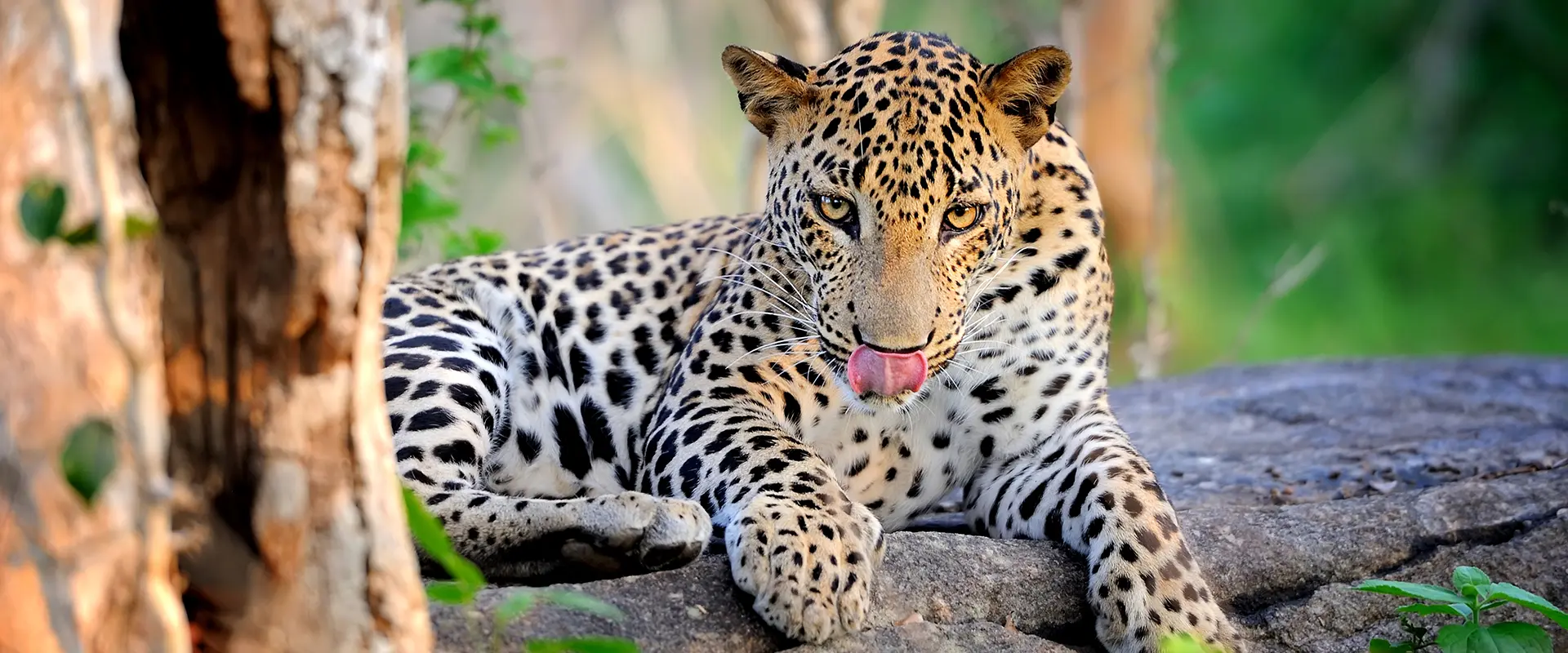 A magnificent Sri Lankan leopard resting on a rock during a Yala Safari, a thrilling highlight of our private Sri Lanka day tours.