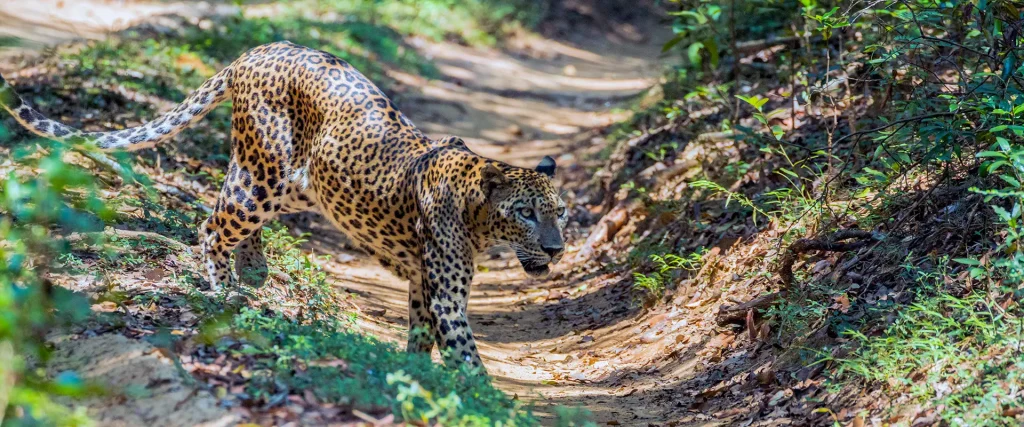 sri-lankan-male-leopard-walking-yala-safari