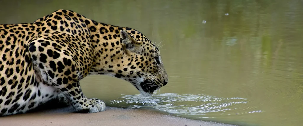 A Sri Lankan Leopard drinking water at a waterhole during a private Yala Safari Day Trip.