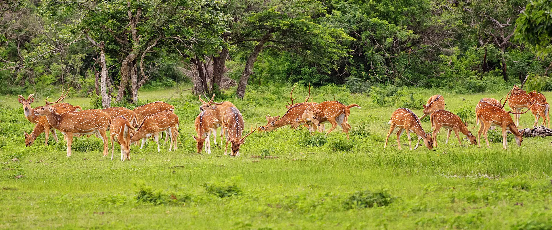 Herd of Spotted Deer grazing in the wild during a private Yala Safari Day Trip.
