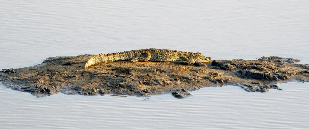 A large Mugger Crocodile basking in the sun on a rock during a private Yala Safari Day Trip.