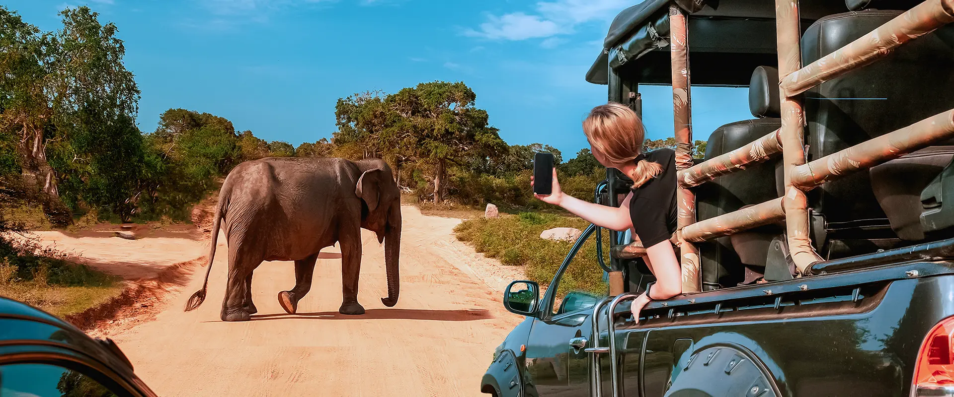 Tourist in a jeep taking photos of a wild elephant crossing the road during a private Yala Safari Day Trip.