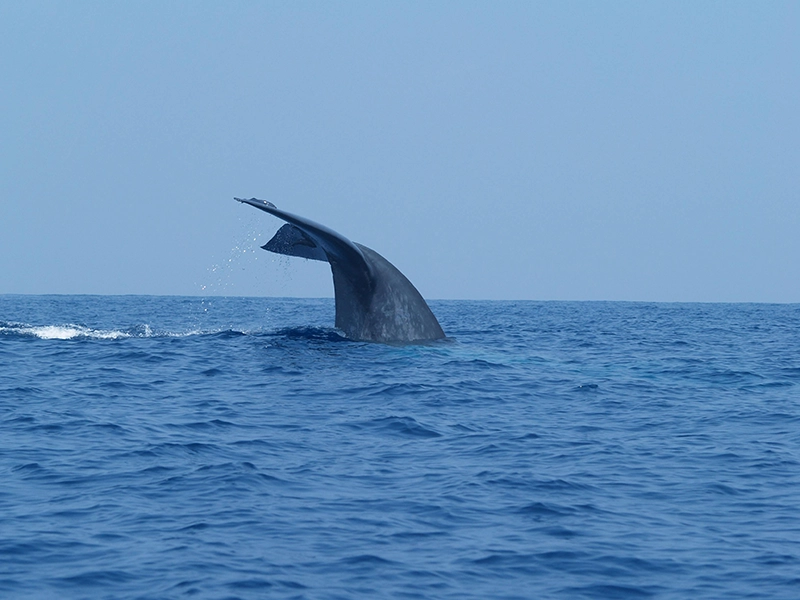 mirissa-whale-watching-boat-tour-south-coast